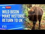 Wild bison make historic return to the UK