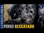 El increíble rescate de un perro perdido en la Bahía de San Francisco