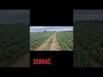 Tragedia na Polskich Polach! Warzywa Gniją, Rolnicy Bezradni