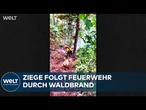 WALDBRAND: Diese Ziege läuft dem Löschfahrzeug anderthalb Kilometer hinterher – im Überblick