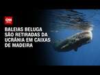 Baleias beluga são retiradas da Ucrânia em caixas de madeira | BASTIDORES CNN