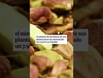 La fiebre por el 'oro verde' o cómo los pistachos son la nueva moda gastro