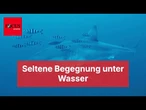 Sensationelle Aufnahmen: Taucher filmen erstmals Weißen Hai im Mittelmeer