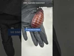100.000 Kakerlaken beschlagnahmt – Rekordfund in Australien #polizei #nachrichten #news #kakerlaken