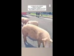 Si ribalta un camion carico di maiali nel Reggiano: animali a zonzo
