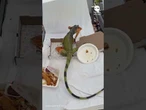 Iguana helps itself to some pizza at poolside lounge in Florida