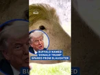 Buffalo named 'Donald Trump' found in Bangladesh