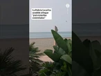 Dos cabras aparecen en una playa de Málaga para sorpresa de sus vecinos #Cabras #Playa #Málaga