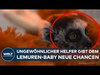 BABY-LEMUR IN KOLUMBIEN: Verlassenes Jungtier findet mit Kuscheltier zurück ins Leben!