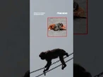Beloved baby monkey Punch marks FIRST birthday celebration #foxnews #news #shorts #animals