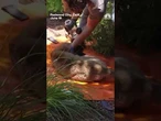 Captured mountain lion set to be released in the Santa Cruz Mountains