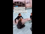 Una BALLENA BELUGA hace historia al ser la primera en sobrevivir a una anestesia general #shorts