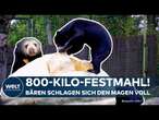 ARNHEIM: Festmahl für Malaienbären! Zoo verfüttert 800 Kilogramm schweren XXL-Kürbis