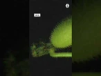 Desvelado el misterio del pepino del diablo que ha intrigado a los científicos durante décadas
