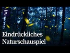 Glühwürmchen erleuchten Nachthimmel in Mexiko