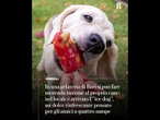 In una gelateria di Bari si può fare merenda con il proprio cane grazie all'"ice dog"