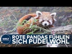 TENNESSEE: Panda-Nachwuchs! Rote Jungtiere sehen erstmals Schnee – herzergreifende Szenen!