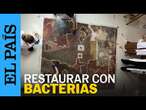 BACTERIAS vivas para restaurar los frescos de una Iglesia: La innovadora técnica de dos españolas