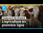 Canicule : l'agriculture victime des fortes températures • FRANCE 24
