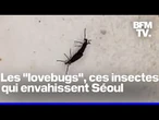 Séoul est envahie d'insectes volants surnommés "lovebugs"