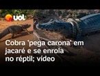 Cobra se enrola em jacaré e 'pega carona' no Pantanal de Mato Grosso do Sul; assista ao vídeo