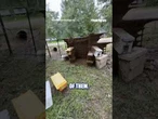 Millions of honeybees suddenly filled the air after a truck carrying bee hives overturned #shorts