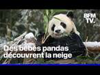 En Corée du sud, des bébés pandas découvrent la neige pour la première fois