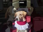 “Cãoroinha” participa de missas e vira mascote de paróquia no interior de MG #pet #paroquia #MG