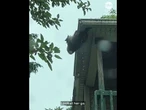 ‘Mama’ raccoon saves baby from falling in dramatic rooftop rescue