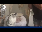 Soulful husky sings along with his harmonica-playing owner
