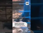 Homem é investigado após pintar macaco com tinta azul em MG