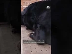 Porch cow gains a huge social media following