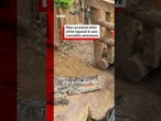 Man arrested on suspicion of attempted murder after boy injured in UK crocodile enclosure. #BBCNews