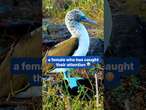 Blue-footed booby mating dance for female