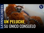 Una cría de lémur aferrado a un peluche lucha por sobrevivir en el Zoológico de Cali