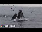 Scientists use AI to help track whale migration