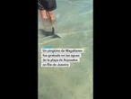 Un PINGÜINO nada entre los bañistas en una playa de Río de Janeiro #shorts