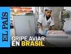 GRIPE AVIAR en BRASIL suma más de 17.000 aves muertas | EL PAÍS