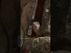 Roma, topo sbuca dal muro durante la cena davanti al Colosseo
