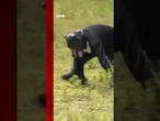 Man wears bear costume in police animal attack drill. #Japan #Bears #Shorts