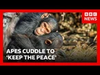 Great Apes kiss and cuddle to keep the peace, says study | BBC News