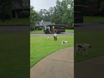 UPS driver gets emotional as he says goodbye to dogs he bonded with for over a decade