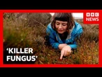 'Killer fungus' destroying invasive plant in UK | BBC News