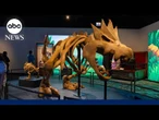 This museum exhibit features Pokémon and real fossils