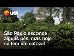 Cidade que ama café: São Paulo ainda guarda alguns pés, mas só resta um cafezal; confira