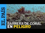 AUSTRALIA | La Gran Barrera de Corales sufre la mayor pérdida ya registrada | EL PAÍS