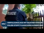 USA: Verfolgungsjagd mit Haustier-Känguru - Polizei jagt entlaufenes Känguru durch Vorstadt
