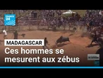 Le savika : un sport malgache ou les hommes se mesurent aux zébus • FRANCE 24