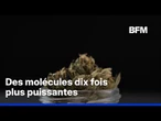 Des molécules chimiques plus puissantes que le THC présentes dans les produits à base de CBD