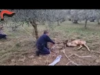 Daino impigliato in una recinzione, liberato da Forestale e Wild Umbria